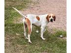 Adopt Jenks a Tan/Yellow/Fawn - with White Pointer / Mixed dog in New Smyrna