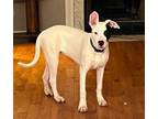 Adopt Remy a White - with Black American Staffordshire Terrier / Mixed dog in