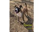 Adopt Rowan a Boxer / Pit Bull Terrier / Mixed dog in Oak Ridge, TN (37720145)