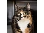 Adopt Peony a Domestic Shorthair / Mixed cat in Versailles, KY (37790279)