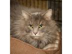Adopt Fuzzy a Domestic Longhair / Mixed cat in Versailles, KY (36836791)