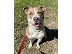Adopt John Wayne a Labrador Retriever / Mixed dog in Salisbury, MD (37655553)
