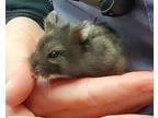 Adopt Arlie a Hamster small animal in Kingston, NY (37570898)