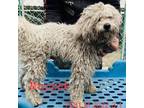 Adopt Muppet 7681 a White - with Tan, Yellow or Fawn Bichon Frise / Mixed dog in