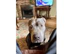 Adopt Lea Ann* a Pit Bull Terrier / Mixed dog in Pomona, CA (37649269)