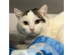 Adopt Burrows a Domestic Shorthair / Mixed cat in Sheboygan, WI (37761637)