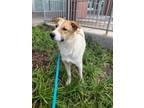 Adopt Dillon/Rosco a White - with Tan, Yellow or Fawn Great Pyrenees / Mixed dog