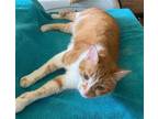 Adopt Oliver a Orange or Red (Mostly) Domestic Shorthair / Mixed (short coat)