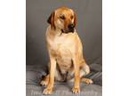 Adopt Cammie a Boxer / Hound (Unknown Type) / Mixed dog in Crescent