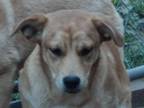 Adopt Prancer a Terrier (Unknown Type, Medium) / Retriever (Unknown Type) /