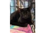 Adopt Boo a All Black Domestic Shorthair / Mixed (short coat) cat in Crescent