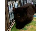 Adopt Peek a All Black Domestic Shorthair / Mixed (short coat) cat in Crescent