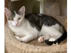 Adopt Cisco a Brown Tabby Domestic Shorthair / Mixed (short coat) cat in