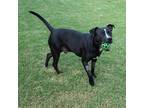 Adopt Coco a Black - with White Pit Bull Terrier / Labrador Retriever / Mixed