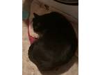 Adopt Bob a Black (Mostly) Domestic Shorthair / Mixed (short coat) cat in