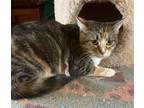 Adopt Bella a Calico or Dilute Calico Domestic Shorthair / Mixed (short coat)