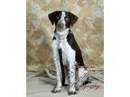 Adopt Vinny/Beau a Brown/Chocolate - with White Pointer / Mixed dog in Crescent