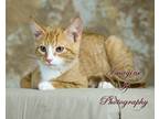 Adopt Ken a Orange or Red (Mostly) Domestic Shorthair / Mixed (short coat) cat