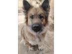 Adopt CHOWGIRL a Tricolor (Tan/Brown & Black & White) Chow Chow / Shepherd