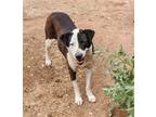 Adopt PLUTO a White - with Brown or Chocolate Australian Shepherd / Mixed dog in