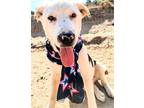 Adopt ROLLO POLLO a White - with Black Labrador Retriever / Catahoula Leopard