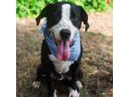 Adopt MAVERICK a Black Border Collie / Cattle Dog / Mixed dog in Kyle