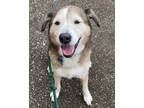 Adopt Patch a Shepherd (Unknown Type) / Husky / Mixed dog in Houston