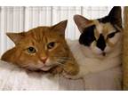 Adopt Sir Hiss-a-lot a Domestic Shorthair / Mixed (short coat) cat in Shell