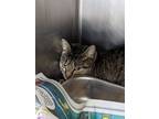 Adopt Rajah *working Cat* a Domestic Shorthair / Mixed (short coat) cat in