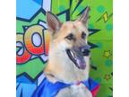 Adopt Gordo JuM a Tan/Yellow/Fawn German Shepherd Dog / Mixed dog in Rochester