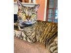 Adopt Lass a Domestic Shorthair / Mixed cat in Roxboro, NC (35388953)