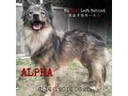 Adopt Alpha 6514 a Brown/Chocolate Border Collie / Husky / Mixed dog in