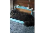 Adopt BLAIR a All Black Domestic Mediumhair / Mixed (medium coat) cat in