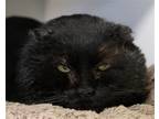 Adopt Michael a All Black Domestic Shorthair / Mixed (short coat) cat in Fargo