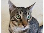 Adopt Maurice [CP] a Brown Tabby Domestic Shorthair / Mixed (short coat) cat in