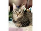 Adopt Will a Brown Tabby Domestic Shorthair / Mixed (short coat) cat in Land O