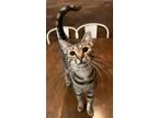 Adopt Taco a Gray, Blue or Silver Tabby Domestic Shorthair / Mixed (short coat)