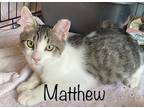 Adopt Matthew a White (Mostly) Domestic Shorthair / Mixed (short coat) cat in