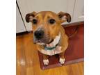 Adopt Elsa a Mixed Breed (Medium) / Mixed dog in Shelburne, VT (37027924)