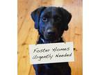 Adopt FOSTERS NEEDED a Terrier (Unknown Type, Medium) / Mixed dog in Boston
