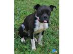Adopt Leon a Black - with White Boxer / Boston Terrier / Mixed dog in Attalla