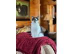 Adopt Asher a Gray or Blue (Mostly) Domestic Shorthair / Mixed (short coat) cat