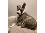 Adopt Timber a Brindle - with White American Pit Bull Terrier / Mixed dog in