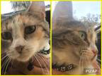 Adopt Cher a Calico / Mixed cat in Fresno, CA (34411219)