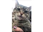 Adopt Carla a Domestic Shorthair / Mixed cat in Fresno, CA (34411220)