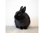 Adopt Kerry a Black Netherland Dwarf / Mixed (medium coat) rabbit in Great Neck