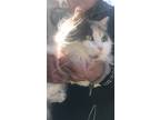 Adopt Sadi a Domestic Longhair / Mixed cat in Fresno, CA (37747409)