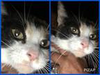 Adopt Peco a Calico / Mixed cat in Fresno, CA (34411182)