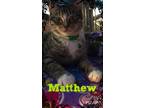 Adopt Mathew a Domestic Shorthair / Mixed cat in Fresno, CA (34411184)