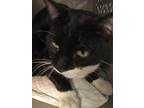 Adopt Rupert a Domestic Shorthair / Mixed cat in Fresno, CA (36307777)